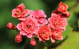 Картинка Сочные розовые цветы каланхоэ