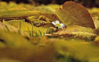 Картинка Маленькая белая ромашка с опавшими листьями