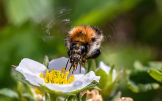 Картинка Пчела опыляет цветок клубники весной