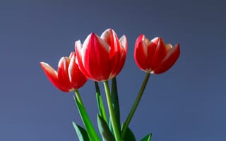Картинка Три красных тюльпана на сером фоне