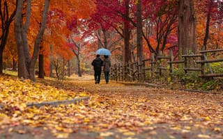 Картинка Прогулка по красивому осеннему парку с опавшей листвой