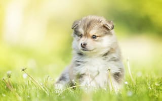 Картинка Маленький пушистый щенок сидит в зеленой траве