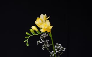 Картинка Нежный желтый цветок фрезии на черном фоне