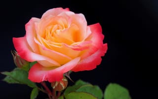 Картинка Розовый цветок розы с бутонами на черном фоне