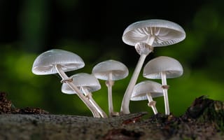 Картинка Белые грибы поганки крупным планом