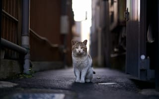 Картинка Бездомный кот сидит на улице