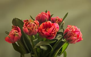 Картинка Букет розовых пышных тюльпанов крупным планом