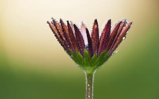 Картинка Красивый цветок остеоспермума в каплях росы