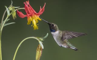 Обои Маленькая птица колибри собирает нектар с водосбора