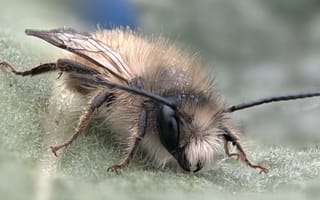 Картинка Маленькая пчела на листе крупным планом