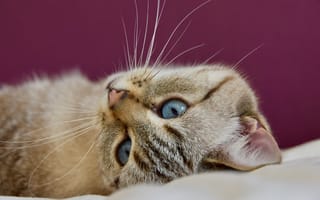 Картинка Красивая голубоглазая кошка лежит на кровати