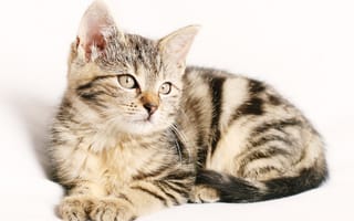 Картинка Полосатый породистый котенок на белом фоне