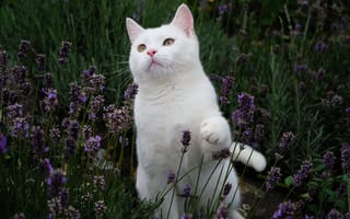 Картинка Красивый белый кот сидит в цветах лаванды