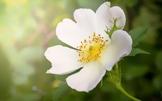 Картинка Нежный кремовый цветок шиповника с бутоном