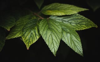 Картинка Зеленые листья дерева на черном фоне