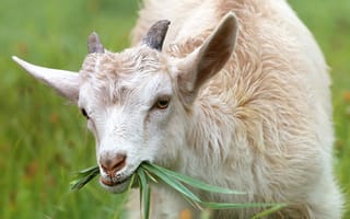 Картинка Маленький козленок ест траву