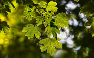 Картинка Яркие зеленые листья клена летом
