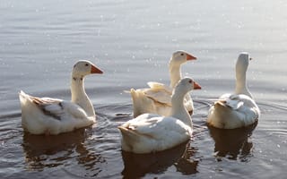 Картинка Белые гуси плавают в воде
