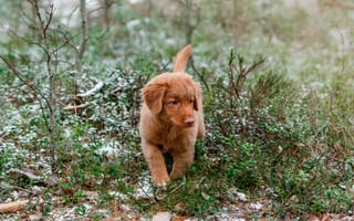 Обои Маленький щенок новошотландский ретривер идет по траве