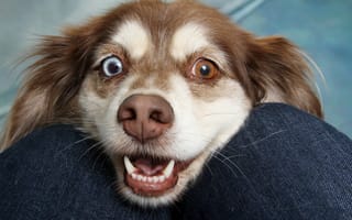 Картинка Веселая собака с разноцветными глазами