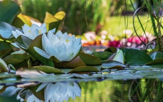 Картинка Белые цветы водяной лилии отражаются в воде