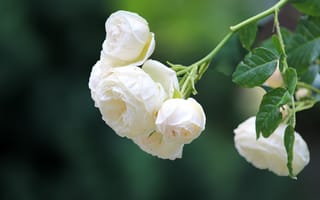 Картинка Белые цветы плетущейся розы