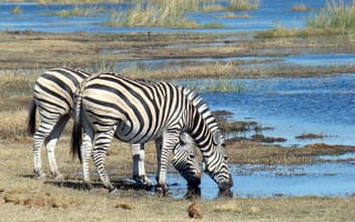 Обои Две полосатые зебры у водопоя