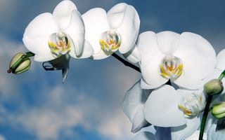 Обои Ветка белых цветов орхидеи с бутонами на фоне неба