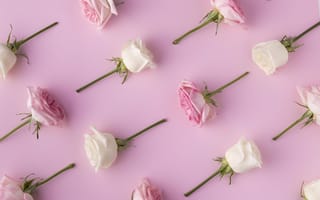 Картинка Обрезанные цветы розы на розовом фоне