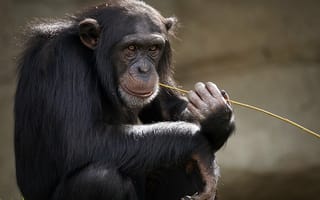 Картинка Шимпанзе с травой во рту