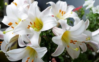 Картинка Белые садовые лилии в букете