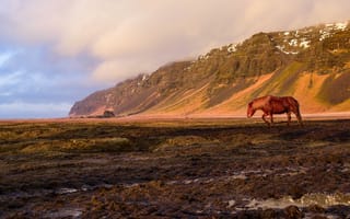 Картинка Коричневая лошадь пасется на фоне горы