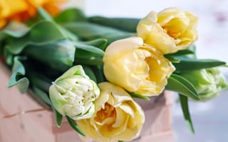 Картинка Букет нежных кремовых тюльпанов на столе