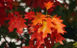Картинка Красивые яркие красные листья на ветке дерева осенью