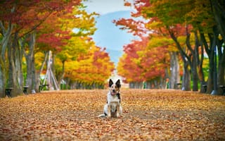 Картинка Собака сидит на опавшей листве в парке осенью