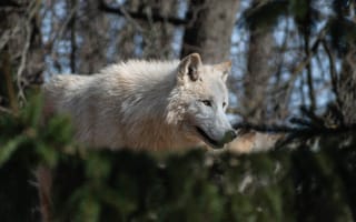Обои Большой белый волк гуляет в лесу