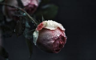 Картинка Бутон розовой розы в каплях росы