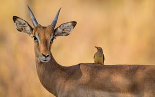 Картинка Красивая антилопа с птицей на спине