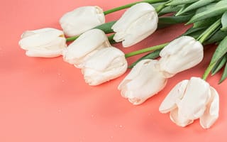 Картинка Букет белых тюльпанов в каплях росы на розовом фоне