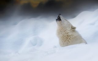 Обои Большой белый волк воет на снегу