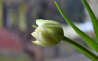 Картинка Белый нежный тюльпан с зелеными листьями крупным планом