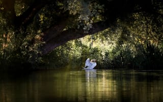 Картинка Красивый белый лебедь на пруду