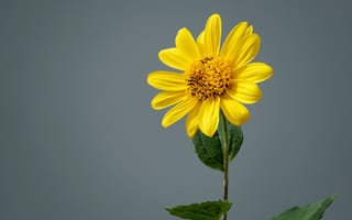 Картинка Желтый цветок топинамбура на сером фоне