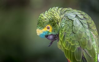 Картинка Зеленый попугай чистит лапу