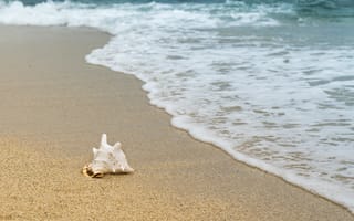 Картинка Большая белая ракушка лежит на песке с морской пеной