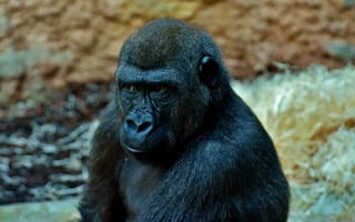 Картинка Большая задумчивая черная горилла в зоопарке