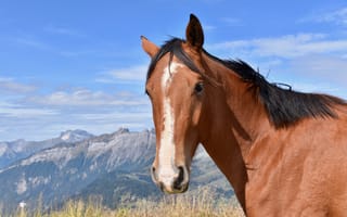 Картинка Коричневая лошадь на фоне голубого неба