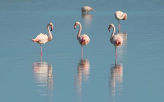 Обои Розовые фламинго стоят в воде на одной ноге
