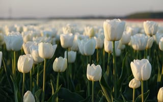 Картинка Поле белых тюльпанов в Амстердаме
