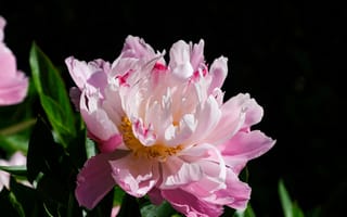 Картинка Розовый цветок пиона на черном фоне